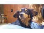 Adopt Snoop Dog a Dachshund