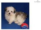 Hauns Male Havanese puppy for Sale in Ohio