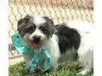 male shihtzu puppy