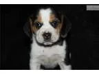 Lexie-Champion Sired Female (Delivery Included)