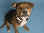 Adopt SHEBA a Rottweiler Mixed dog in Phoenix AZ ()