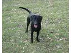 Adopt 18666 a Labrador Retriever