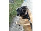 Adopt Bubba a Mastiff