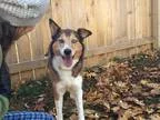 Adopt Maya a BrownChocolate - with White Australian Shepherd  Hu
