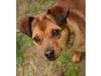 Adopt Biscuit a TanYellowFawn Feist  Mixed dog in Media PA (1544