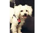Adopt Miss Sassy Lou a Poodle