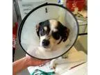 Adopt Johnny a Beagle Feist