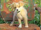 Adopt BUFFY a TanYellowFawn - with White Poodle (Miniature)  Jac