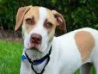 Adopt JADE a Catahoula Leopard Dog
