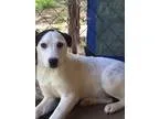 Adopt Lilly a Border Collie Catahoula Leopard Dog