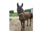 Morgan Horse Named Buddy