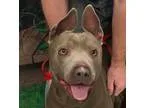Adopt Mardi a American Pit Bull Terrier  American Staffordshire 