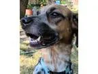 Adopt Zoe (and Ginger) a BrownChocolate - with White Border Coll