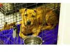 Adopt Mable a Brindle Dachshund  Mixed dog in Middletown OH (155