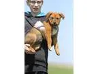 Adopt Jackson a Beagle