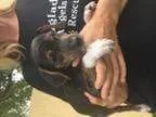 Adopt Freddie a Jack Russell Terrier