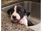 Adopt Allie a Black - with White Terrier (Unknown Type Medium)  
