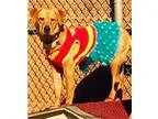Adopt Krishna a Labrador Retriever
