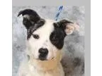 Adopt Ivy a Black - with White Australian Cattle Dog  Jack Russe