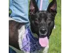 Adopt Hazel a Border Collie Australian Cattle Dog (Blue Heeler)