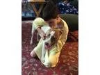 Adopt Alfie aka buddy (See Video) a Jack Russell Terrier