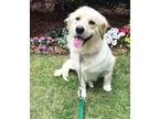 Adopt Sassy a TanYellowFawn Golden Retriever  Great Pyrenees  Mi