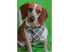 Adopt Sandy a BrownChocolate - with White Beagle  Mixed dog in A