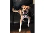 Adopt Murphy a Shepherd Catahoula Leopard Dog