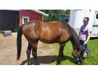 1516 year old Thoroughbred sale