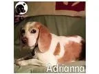 Adopt Adrianna a White - with Red Golden Orange or Chestnut Beag