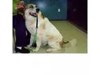 Adopt Big Boy a Great Pyrenees Saint Bernard St. Bernard
