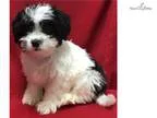pet services - Price: varies