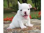 French Bulldog Puppies