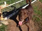 Adopt Bingo a Labrador Retriever