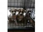 Adopt Puppies a BrownChocolate - with White Boxer Hound (Unknow