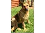 Adopt Found a German Shepherd Dog