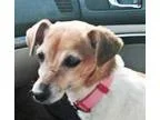 Adopt Penny (San Diego) a Jack Russell Terrier