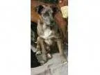 Adopt Pepper a Catahoula Leopard Dog