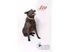 Adopt Leo a BrownChocolate Shepherd (Unknown Type)  Rottweiler  