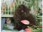 Chocolate Doll Face Persian