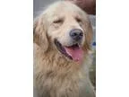Adopt Russo 687 a RedGoldenOrangeCh estnut Golden Retriever  Mix