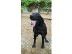 Adopt Max a Labrador Retriever