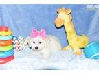 Bichon Poo Puppy in Virginia