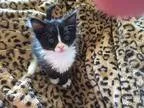 Adopt Kitkat a Domestic Mediumhair cat in Valley Center CA (1558