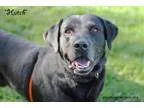 Adopt Hutch a Labrador Retriever