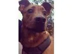 Adopt SpyglassGizmo a Hound (Unknown Type)  Rottweiler  Mixed do