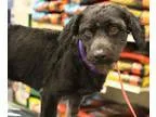 Adopt Freddie a Poodle