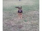 Adopt Ruby a German Shepherd Dog