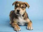 Adopt CHRIS a BrownChocolate Rottweiler Mixed dog in Phoenix AZ
