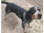 Adopt Prince a Bluetick Coonhound  Mixed dog in Ashtabula OH (15